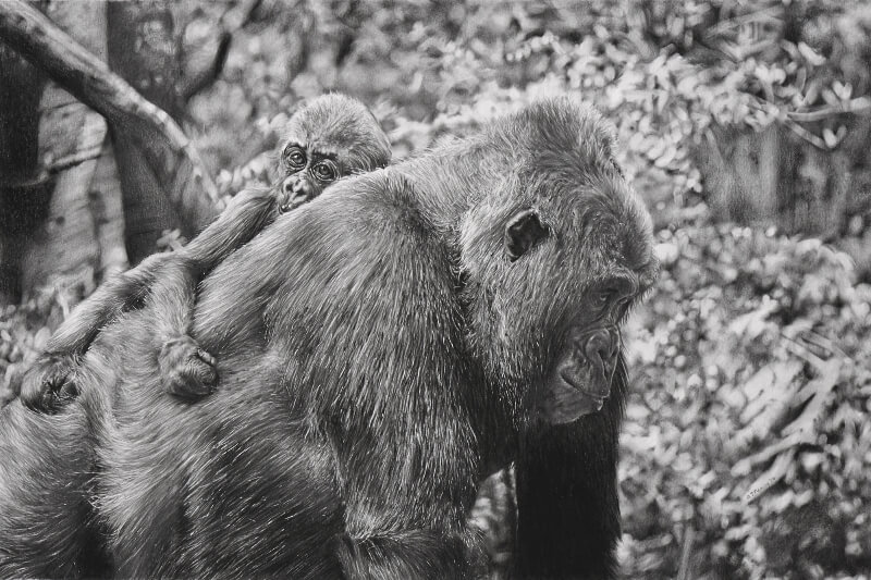 Graphite drawing of mother and infant gorillas at the Bronx Zoo in New York.