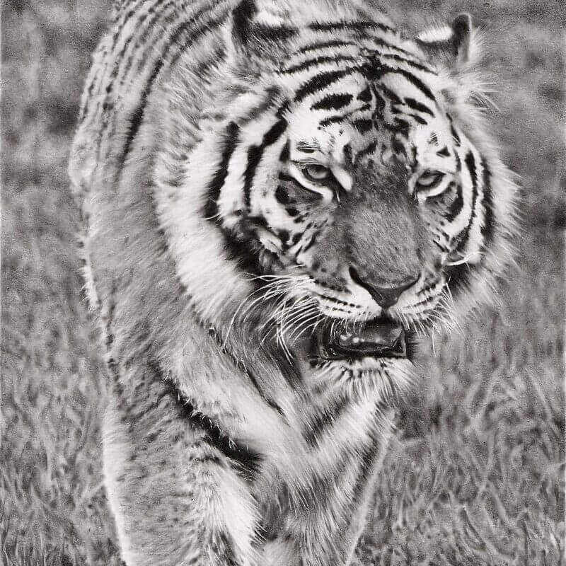 Graphite drawing of tiger at Blackpool Zoo