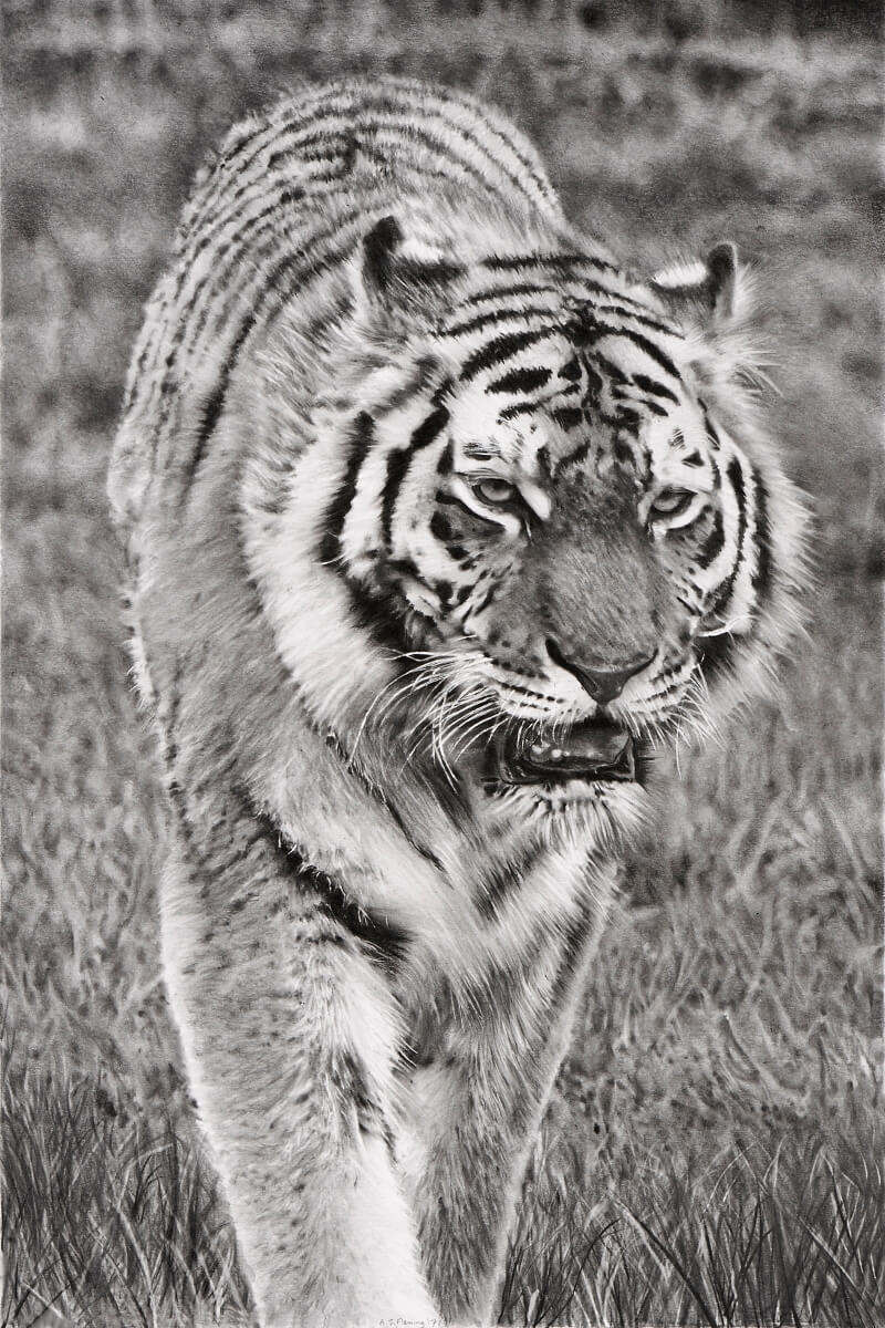 Graphite drawing of tiger at Blackpool Zoo