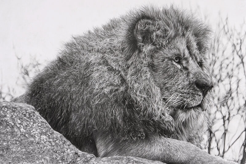 Graphite drawing of lion at Blackpool Zoo
