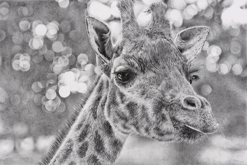 Graphite drawing of giraffe at Blackpool Zoo