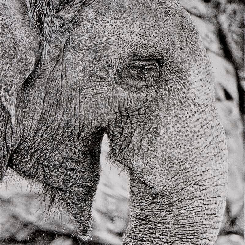 Graphite drawing of Asian elephant.