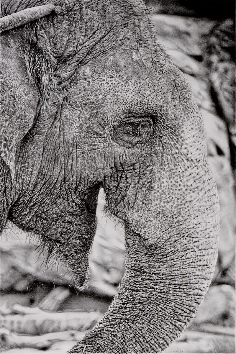 Graphite drawing of Asian elephant.