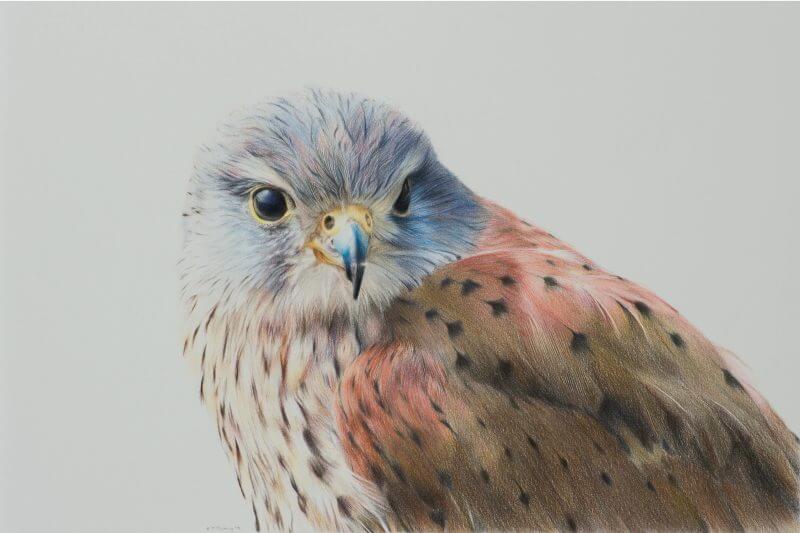 Colour pencil drawing of a European Kestrel