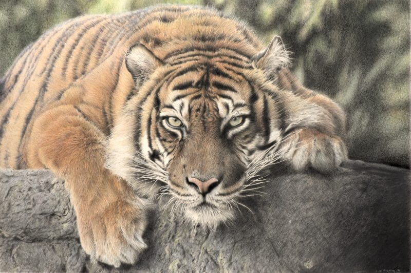 Sumatran Tigress