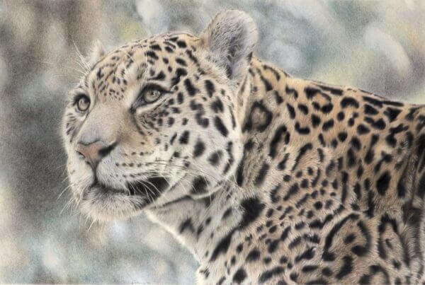 Colour drawing of a jaguar