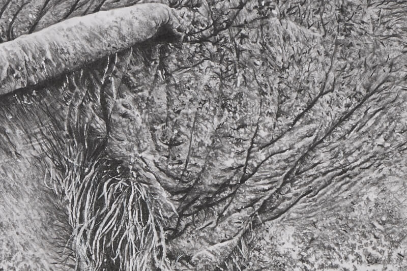 Graphite drawing of elephant close-up ear skin