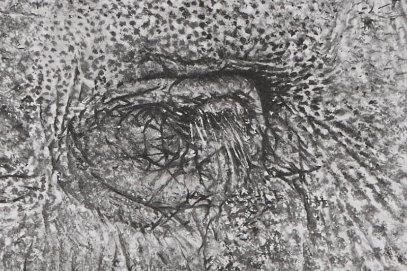 Graphite drawing of elephant close-up eye