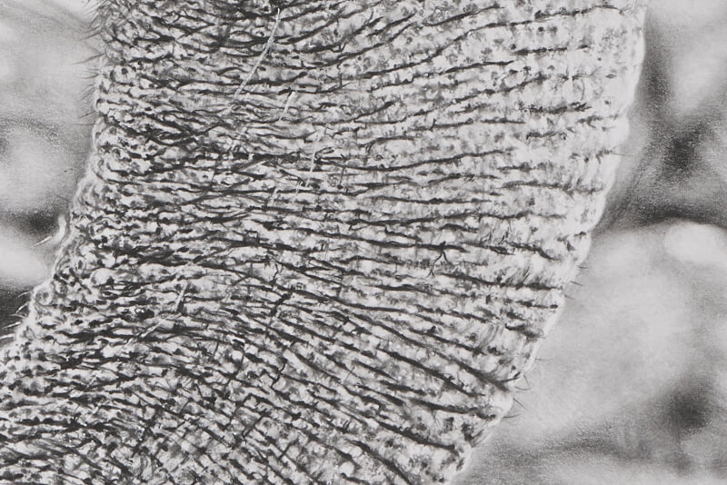 Graphite drawing of elephant close-up trunk