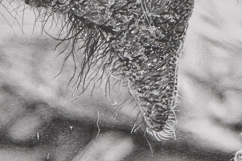 Graphite drawing of elephant close-up mouth