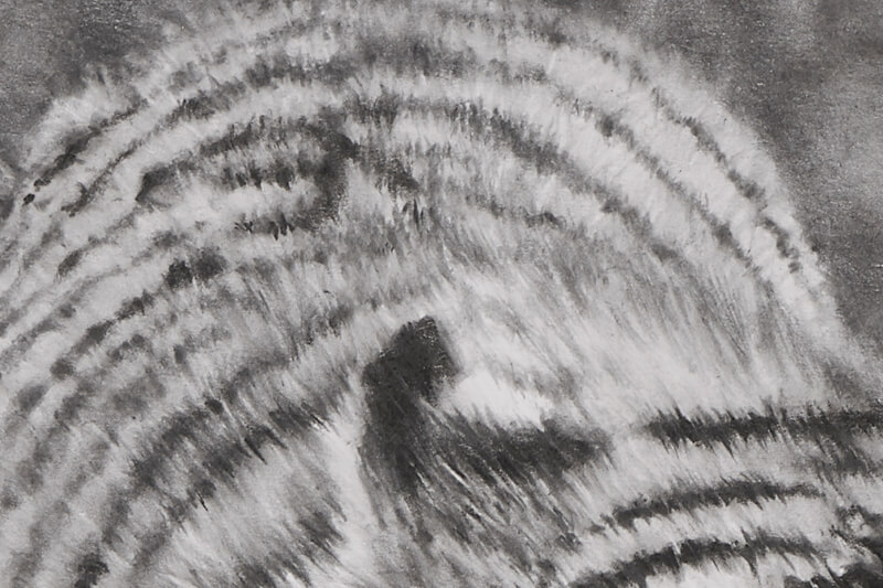 Graphite drawing of tiger close-up stripes