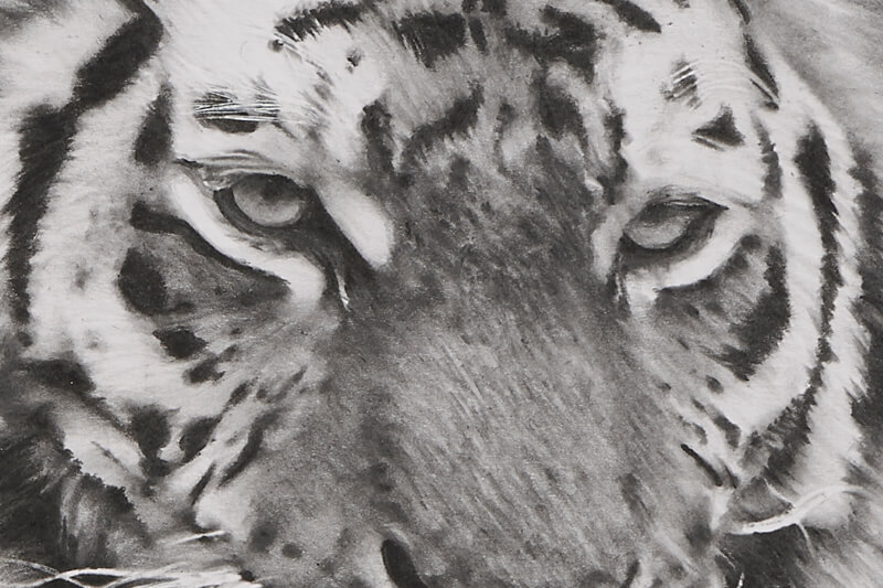 Graphite drawing of tiger close-up eyes