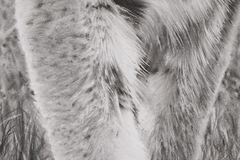 Graphite drawing of tiger close-up fur