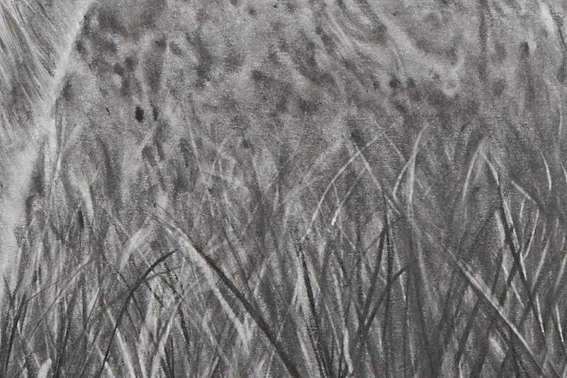 Graphite drawing of tiger close-up grass