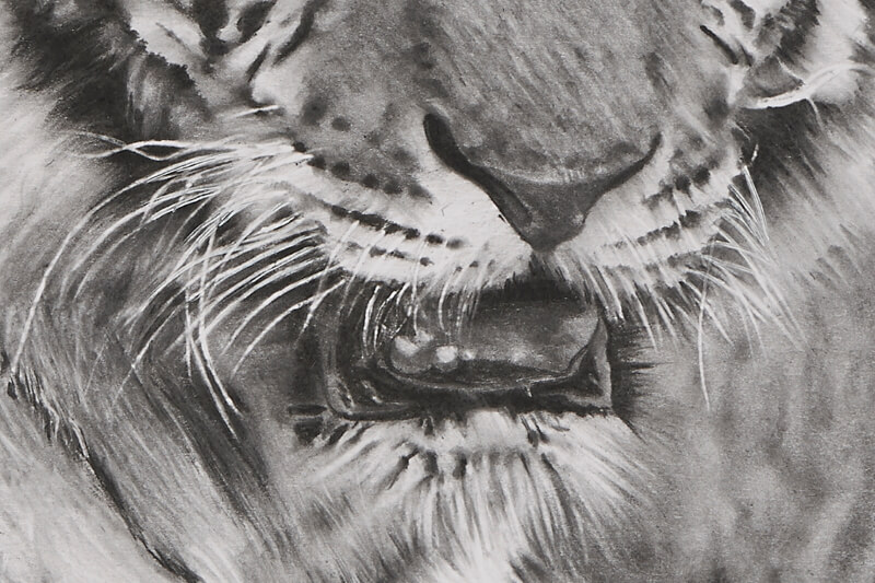 Graphite drawing of tiger close-up mouth