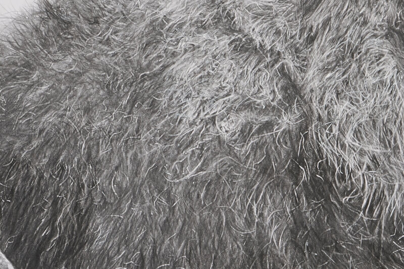 Graphite drawing of lion close-up fur