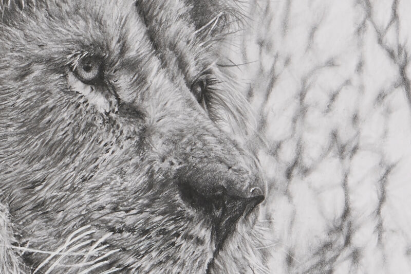 Graphite drawing of lion close-up eyes tree