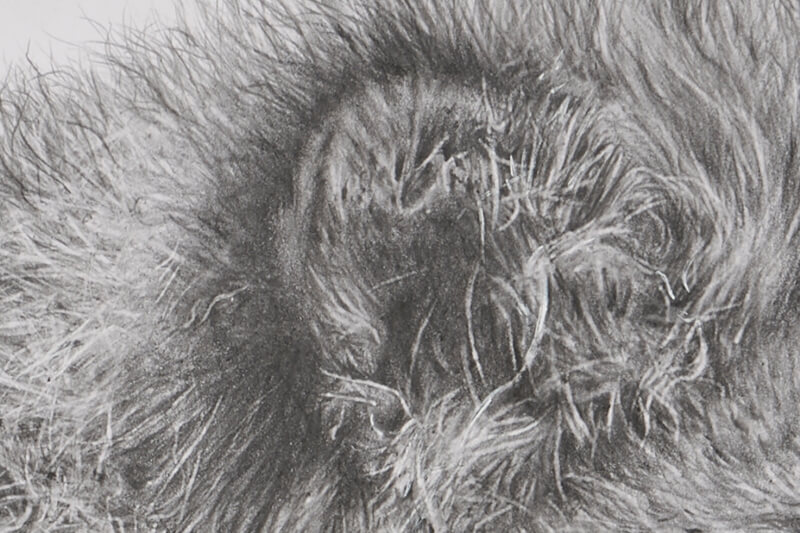 Graphite drawing of lion close-up ear