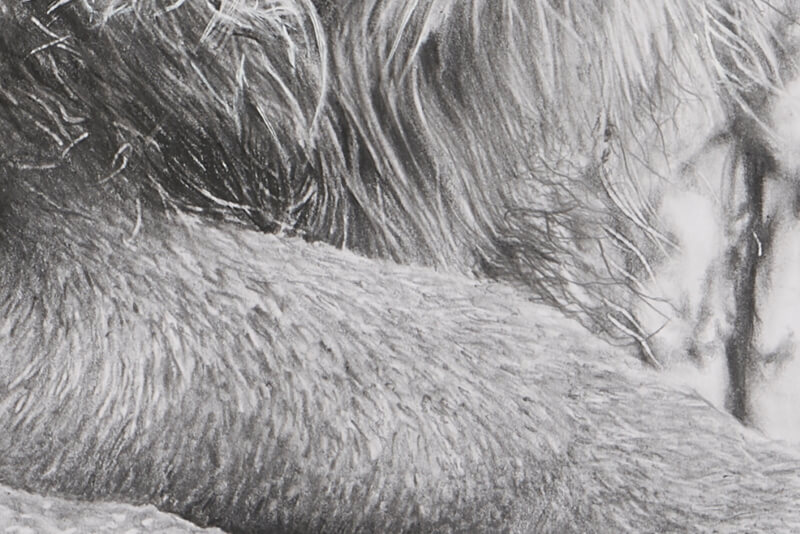 Graphite drawing of lion close-up leg