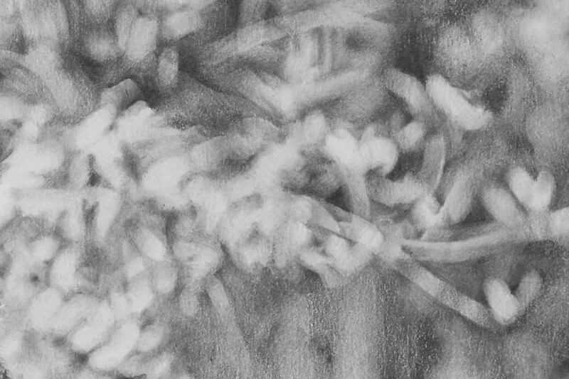 Mother and infant gorillas graphite drawing close-up bokeh