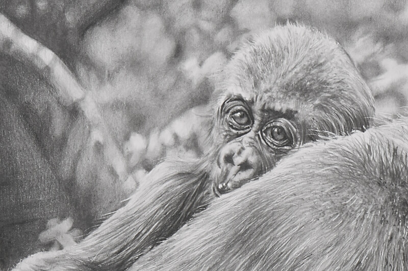Mother and infant gorillas graphite drawing close-up infant face