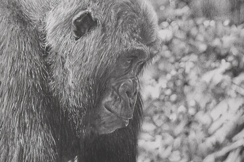 Mother and infant gorillas graphite drawing close-up mother face