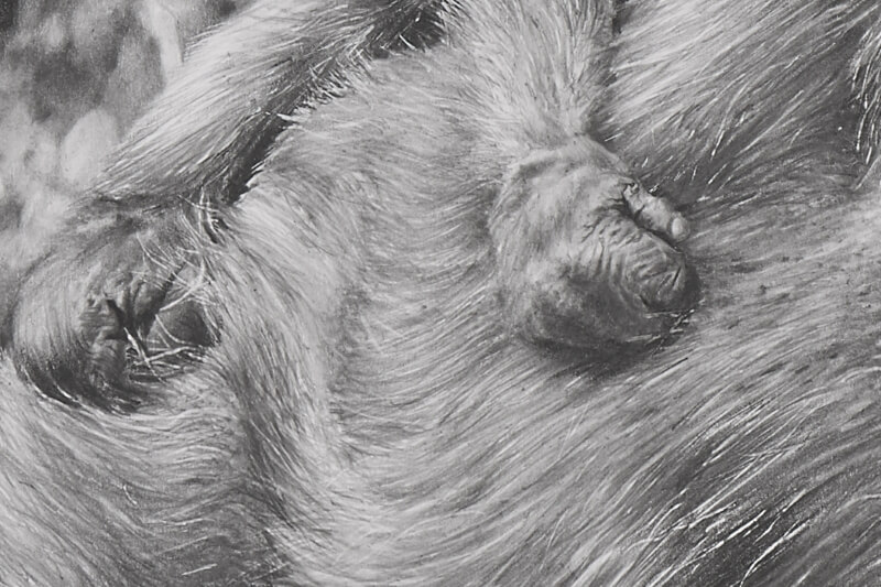 Mother and infant gorillas graphite drawing close-up fur and hands