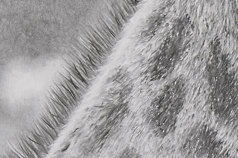 Graphite drawing of giraffe close-up neck