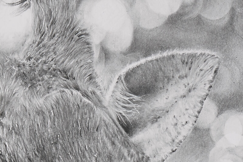 Graphite drawing of giraffe close-up ear