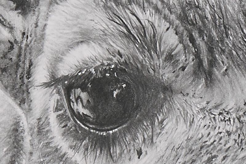 Graphite drawing of giraffe close-up eye