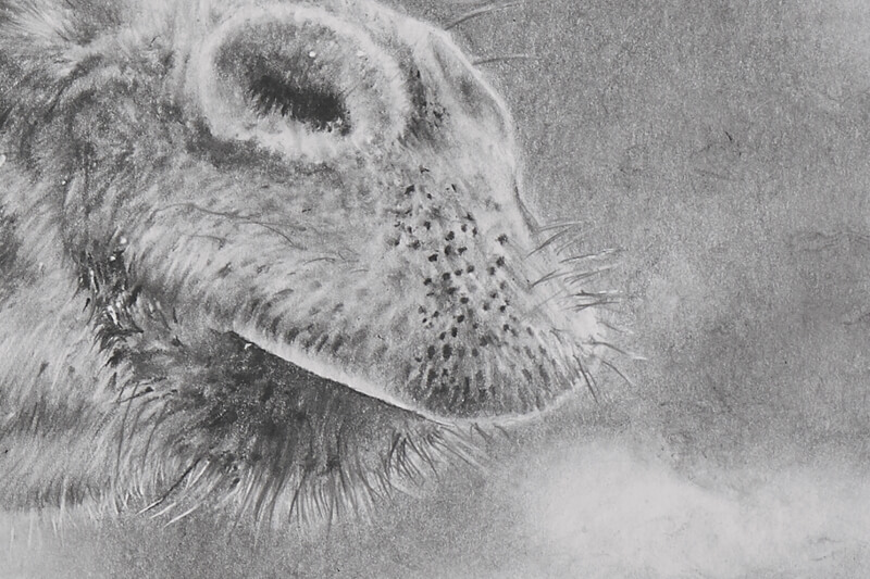 Graphite drawing of giraffe close-up mouth