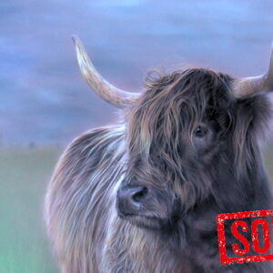 Highland Cow in Stalmine 01a