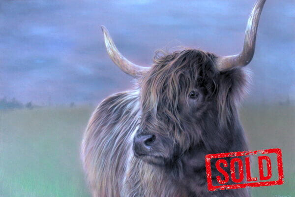 Highland Cow in Stalmine 01a