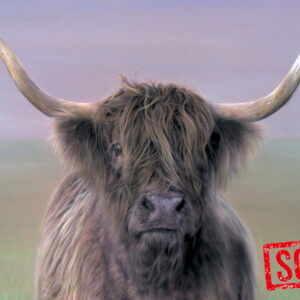 Highland Cow in Stalmine 02a