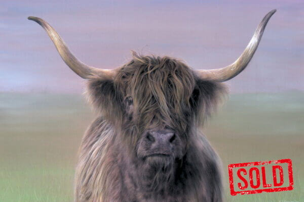 Highland Cow in Stalmine 02a