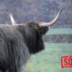Highland Cow in Stalmine 05a