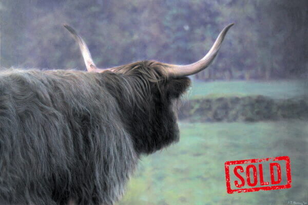 Highland Cow in Stalmine 05a