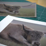 Pastel and colour pencil drawing of a highland cow