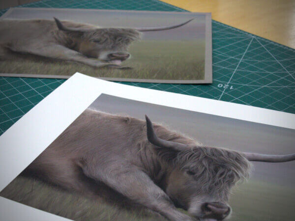 Pastel and colour pencil drawing of a highland cow