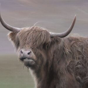 Pastel and colour pencil drawing of a Highland Cow