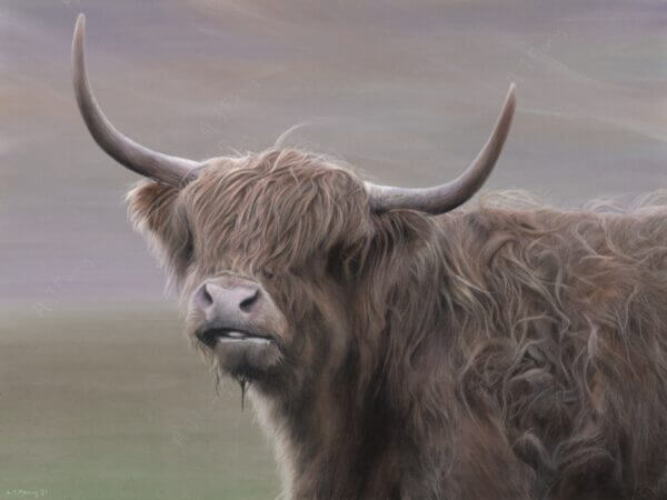 Pastel and colour pencil drawing of a Highland Cow