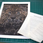 Sri Lankan Leopard print