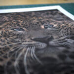 Sri Lankan Leopard print