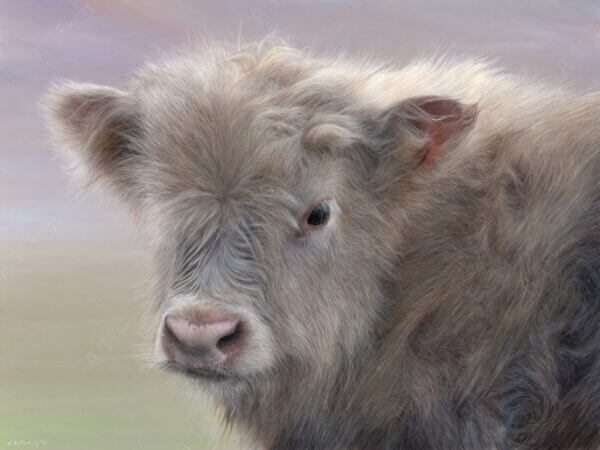 Pastel and colour pencil drawing of a Highland Cow