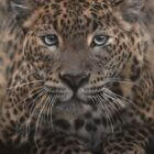Pastel drawing of a Sri Lankan Leopard