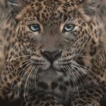 Pastel drawing of a Sri Lankan Leopard