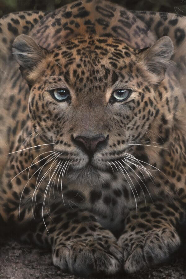 Pastel drawing of a Sri Lankan Leopard
