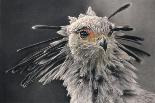 Mixed media drawing of a Secretary Bird