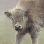 Pastel and colour pencil drawing of a highland cow