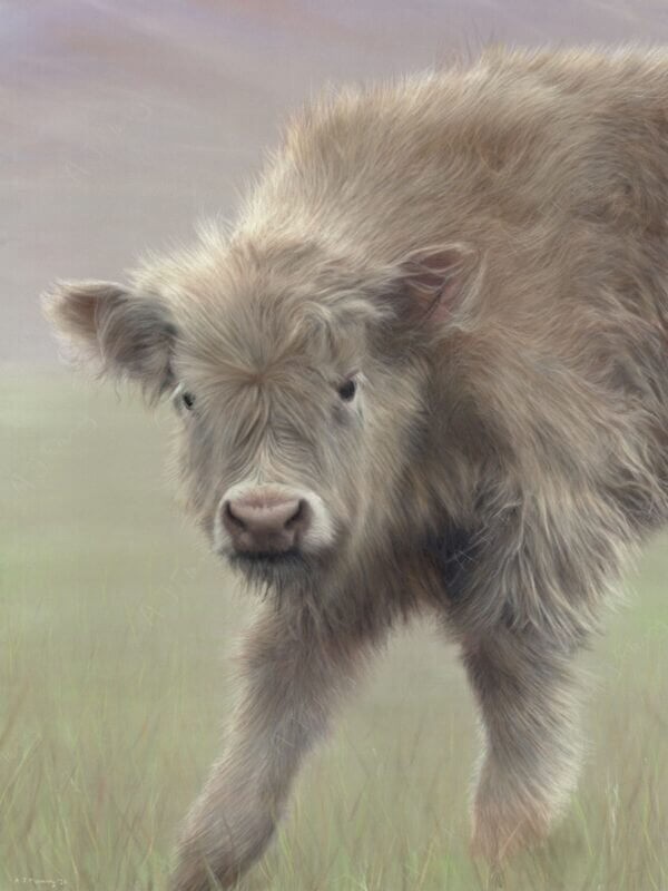 Pastel and colour pencil drawing of a highland cow